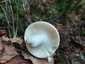 Erdei galambgomba (Russula silvestris), Zemplén